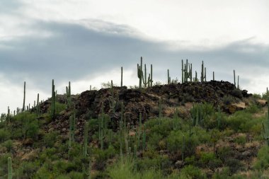 Cactus hills on top of rock formation with gray cloudy background with small hiker and jogger path to peak. In late afternoon sunrise or sunset shade in desert in tuscon arizona wilderness.