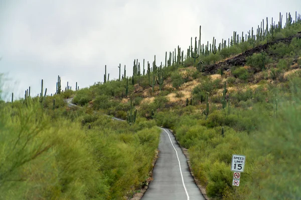 Narrow cactus road with asphalt and white paint line with plants and vegetation on mountain in desert cliffs. Speed limit sign with 15 miles per hour with hiking and bike path winding up ridge.
