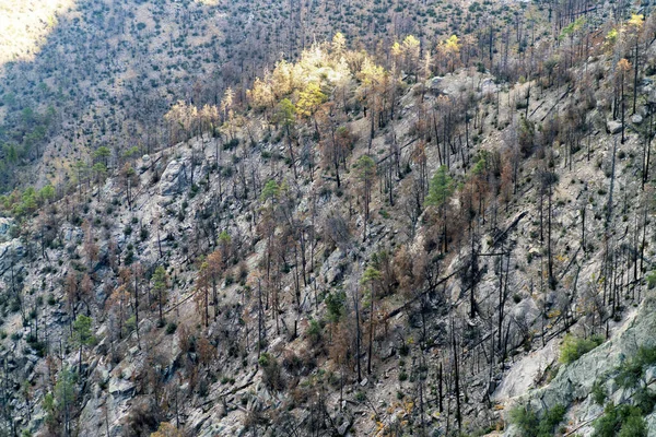 Field of burnt trees after arizona wild fire in the dry season with dead stumps and plants on side of hill or ravine in shade. Some sun with torched and enflamed forest in wilderness of north america.