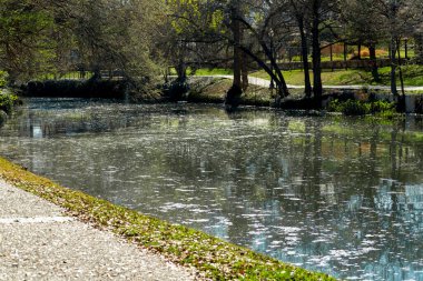 Mossy lake in the late afternoon sun with visible grass and fallen leaves near pedestrian sunny sidewalk in park. Near river or body of water with background trees in shady san antonio texas.