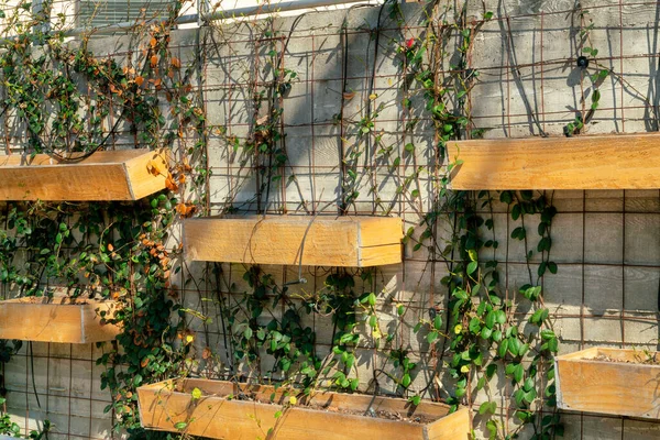 Hanging wooden planters or pots on metal grate side of wall with cement exterior and green vines on grate. In backyard or front yard garden in suburban area for growing plants and succulents.