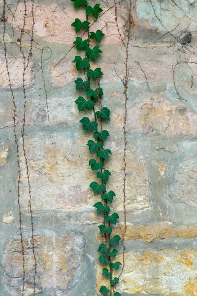 Green Ivy Vine Branch Hanging Shady Rock Stone White Beige — Stock Photo, Image