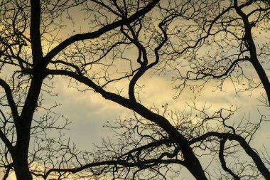 Storm clouds and trees in sillhouette lighting late afternoon or early sunrise in rural or natural great outdoor area. In town or near front or back yard on farm or ranch in neighborhood