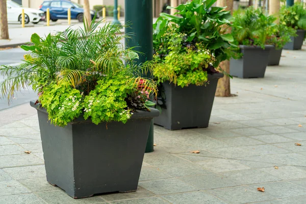 Row of potted plants with cement sidewalks in an urban or suburban area of town in late afternoon shade. In city downtown neighborhoods near asphalt roads in natural area tropical plants.