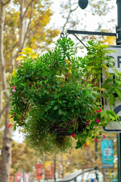 Hanging plant in public area of downtown neighborhoods in urban city center on light pole above sidewalk. Public works for livening and decorating town with tropical backyard vegetation.