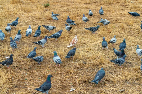 Голуби Їдять Готують Мертвій Або Сухій Траві Місцевому Парку Або — стокове фото