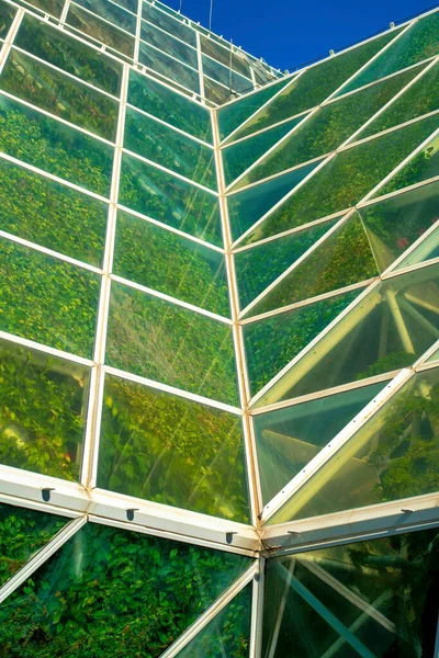 Green House Glass Exterior Plants Trees White Metal Geometric Scafolding — Stock Photo, Image