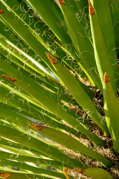 Tropische Plant Met Spikey Takken Armen Woestijn Subtropische Locatie Noord — Stockfoto