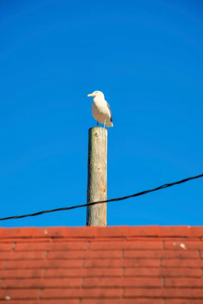 California Sea Gull Light Wooden Post Telephone Wire Red Orange — Stock Photo, Image