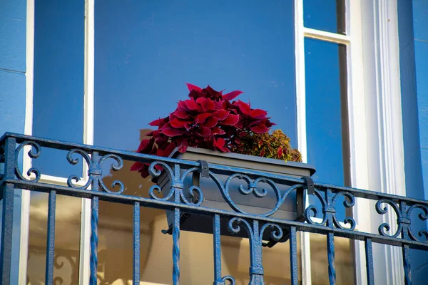 Small Bagonia Plant Blue Metal Balcony White Window Frames Visible — Stock Photo, Image