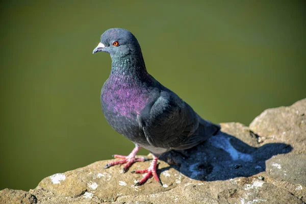 Pigeon Gris Avec Peu Violet Avec Des Pieds Orange Bec — Photo