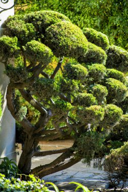 Modern mahalledeki orta sınıf banliyö bölgesinde ön bahçede Japon tarzı bonsai ağacı. Akşamüstü güneşiyle çalılar ve ağaçlarla Amerikan rüya evinde ya da evinde.