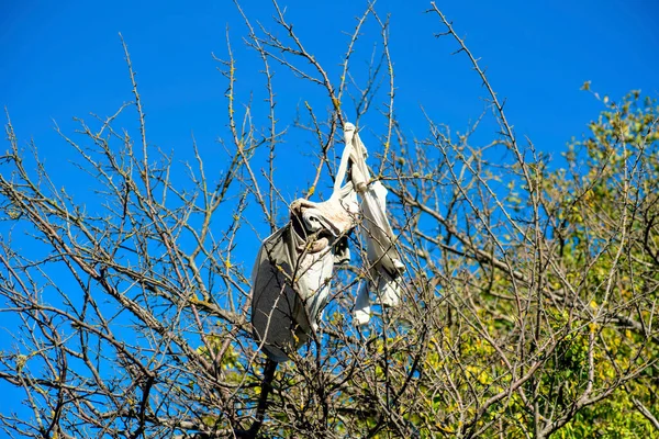 stock image Stranded T-shirt in tree with few leaves in urban part of city for homeless populations and debris or litter. Blue sky background with old decayed cloth and clothes in urban american districts.