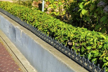 Seçici odak çimento duvar ile siyah metal gaurd korkuluk ve iyi korunmuş çalılık gölge tuğla yürüyüş yolu ile. Şehir merkezinde ya da kenar mahallelerde öğleden sonra.