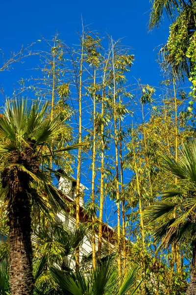 Vysoké Bambusové Stonky Předním Dvoře Střešním Pozadím Modrou Oblohou Viditelnou — Stock fotografie