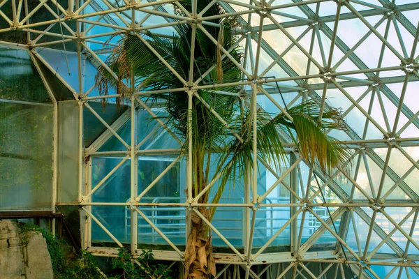 Велика Тропічна Пальма Всередині Теплиці Білими Металевими Брусками Трикутними Геометричними — стокове фото
