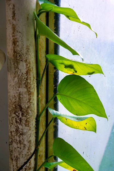 Viña Tropical Creciendo Borde Andamios Vidrio Ventana Invernadero Interiores Para —  Fotos de Stock