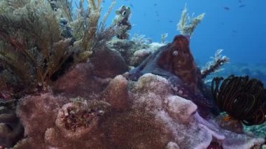 A Day Octopus at the reef bottom. An adult specie of the Octopus Cyanea filmed at reef. Cephalopod is moving from place to place, trying to hide or run away. Perfect changing color camouflage.