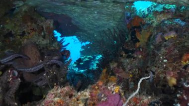 A Day Octopus at the reef bottom. An adult specie of the Octopus Cyanea filmed at cavern. Cephalopod is moving from place to place, trying to hide or run away. Perfect changing color camouflage.