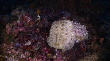 Broadclub Cuttlefish or Sepia latimanus In the frame. Cuttlefish in motion close-up. On backstage vibrant colored reef overgrown by corals and algae