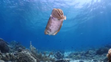 Broadclub Cuttlefish or Sepia latimanus In the frame. Cuttlefish in motion close-up. On backstage vibrant colored reef overgrown by corals and algae