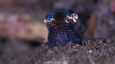 Small squid. Very small Berry's Bobtail Squid - Euprymna berryi, green and turquoise colored with black spots on the seafloor sand. Squid front view. Cephalopod hiding in the sand.