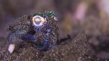Small squid. Very small Berry's Bobtail Squid - Euprymna berryi, green and turquoise colored with black spots on the seafloor sand. Squid front view. Cephalopod hiding in the sand.