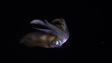 Bigfin resif mürekkep balığı Sepioteuthis Lessoniana, ayrıca Oval mürekkep balığı olarak da bilinir. Gecenin geç saatlerinde renkli ışıltılı bir mürekkep balığı dansı. Sağa sola savruluyor ve yön değiştiriyor.