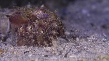 Ahtapot 'un yetişkin bir görüntüsü akşam geç saatlerde çekildi. Ahtapot Cyanea bir yerden bir yere hareket ediyor, saklanmaya ya da kaçmaya çalışıyor. Mükemmel renk değiştiren kamuflaj onu kayalarda neredeyse görünmez kılıyor..