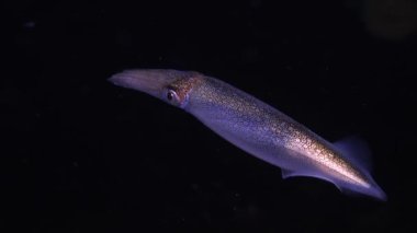 Bigfin resif mürekkep balığı Sepioteuthis Lessoniana, ayrıca Oval mürekkep balığı olarak da bilinir. Gecenin geç saatlerinde renkli ışıltılı bir mürekkep balığı dansı. Sağa sola savruluyor ve yön değiştiriyor.