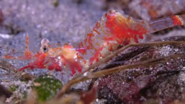 Deniz yosunlarıyla çevrili kumlu zeminde küçük karideslerin yakın çekim görüntüsü