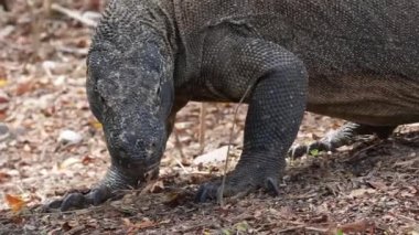 Büyük kertenkele çöl yürüyüşü. Dragon kamerada başarılı bir şekilde poz verirken etrafına bakar. Komodo ejderhası yakın çekim görüntüsü.