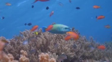 Suyun altındaki resif balıkları. Çerçevedeki büyük papağan balığı. Canlı mercanlar ve kayalık balıklarının sağa sola savrulduğu renkli resif hayatı, dalgıcın yolunda sert ve yumuşak mercanlardan oluşan dallar.