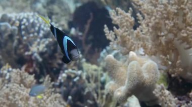 Deniz şakayığında palyaço balığı. Clark 'ın anemonbalığı (Amphiprion clarkii) çerçevede. Canlı mercanlar ve kayalık balıklarının sağa sola savrulduğu renkli resif hayatı, dalgıcın yolunda sert ve yumuşak mercanlardan oluşan dallar.