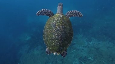 Su altında bir deniz kaplumbağası. Kaplumbağa berrak mavi suda yüzer. Kamera sürüngen etrafında dönüyor, dalgıç bakış açısı. Yakın plan..