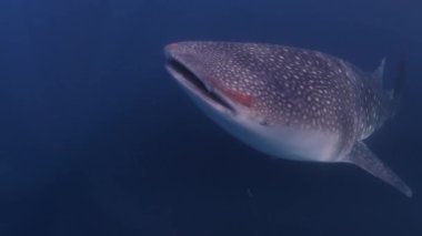 Bir balina köpekbalığı yüzerken deniz yüzeyinin hemen altında plankton yer. Arka planda görünen bir tane daha.
