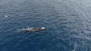 Büyük yalnız Mavi Balina 'nın havadan görünüşü su püskürtüyor her neyse. Yakın plan..