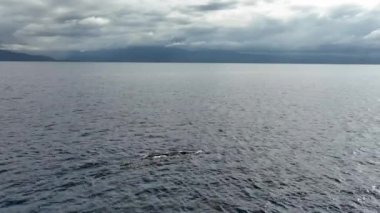 Büyük yalnız Mavi Balina 'nın havadan görünüşü su püskürtüyor her neyse. Yakın plan..