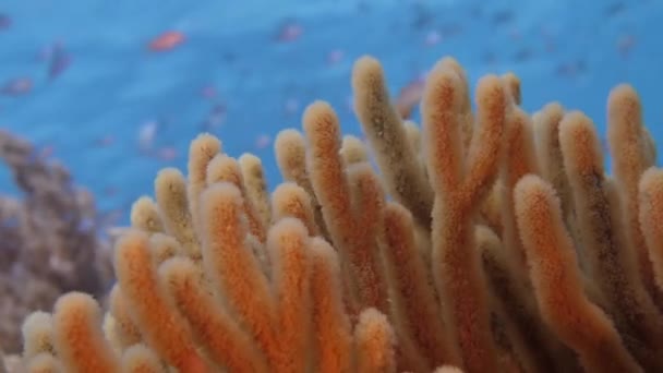 Korallzátony Benőtte Díszes Korallok Élénk Színek Rögzített Éjszaka Fekete Víz — Stock videók