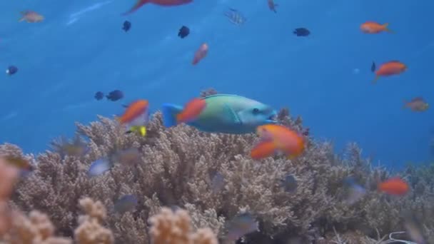 サンゴ礁の魚が水没する フレームの大きなパロットフィッシュ 活気に満ちたサンゴとサンゴ礁の魚が飛び交うカラフルなサンゴの生活 ダイバーズパスのハードでソフトなサンゴの枝 — ストック動画