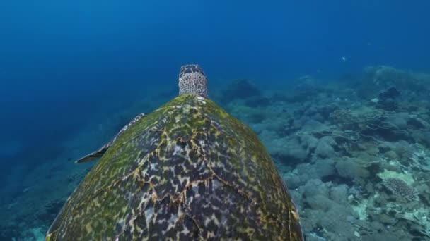 Altında Bir Deniz Kaplumbağası Kaplumbağa Berrak Mavi Suda Yüzer Kamera — Stok video