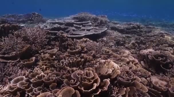 Κοραλλιογενή Ύφαλο Κατάφυτη Από Φανταχτερά Κοράλλια Ζωντανά Χρώματα Συλλαμβάνονται Νύχτα — Αρχείο Βίντεο