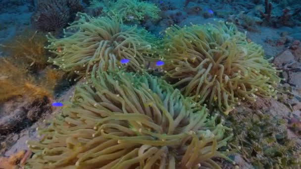 Красочная Рифовая Жизнь Яркими Кораллами Рифовыми Рыбками Шлепающимися Стороны Сторону — стоковое видео