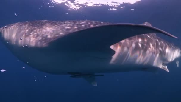 Whale Shark Eats Plankton Just Sea Surface While Swimming Another — Stock Video
