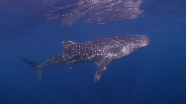 Tiburón Ballena Come Plancton Justo Debajo Superficie Del Mar Mientras — Vídeo de stock