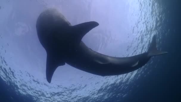 Velrybí Žralok Close — Stock video