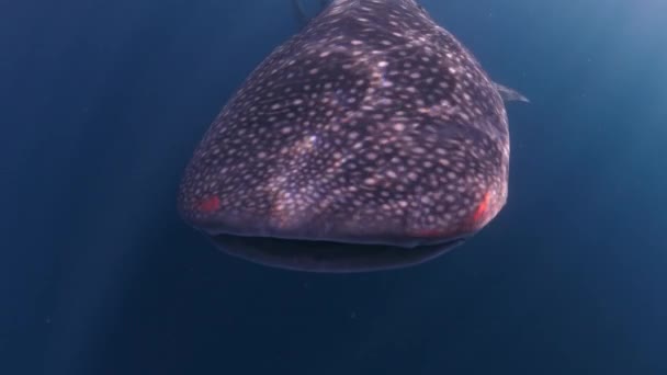 Tiburón Ballena Come Plancton Justo Debajo Superficie Del Mar Mientras — Vídeo de stock