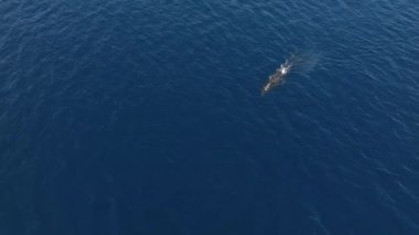 Vahşi doğadaki balina yakın çekim görüntüsü. Su memelileri su yüzeyine yakın yüzerler ve güneş banyosu yaparlar.