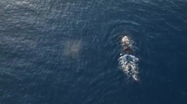 Vahşi doğadaki balina yakın çekim görüntüsü. Su memelileri su yüzeyine yakın yüzerler ve güneş banyosu yaparlar.