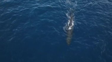 Vahşi doğadaki balina yakın çekim görüntüsü. Su memelileri su yüzeyine yakın yüzerler ve güneş banyosu yaparlar.
